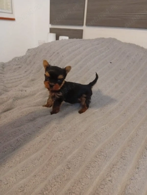 Yorkshire terrier mini toy Tea cup  - imagine 3