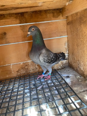 Porumbei de vanzare - imagine 4