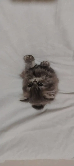 Pui pisică persană 