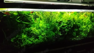 plante acvariu 