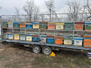 2 Remorci Apicole Stare Foarte Buna 32 48 Stupi Transport si Suparit - imagine 2