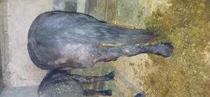 Cai de vânzare  - imagine 3