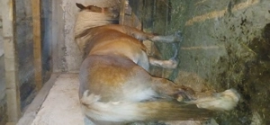 Cai de vânzare  - imagine 2