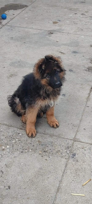 ciobanesc german cu păr lung