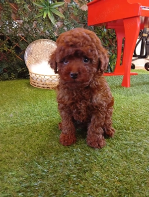 Pudel mini toy Tea cup  - imagine 2