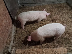 O pereche de purcei albi,11 săptamani 