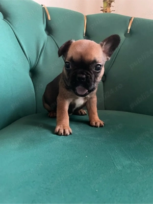 bulldog francez 