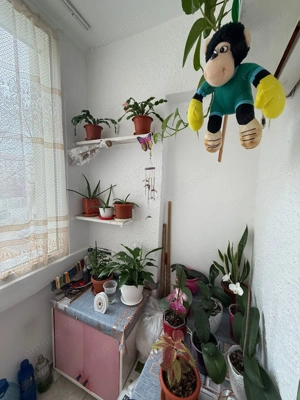 Apartament cu 2 camere etajul 1 bloc izolat  Girocului  - imagine 14