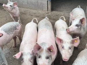 Porci de vanzare  - imagine 2