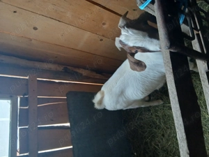 Vând țap boer foarte gras și blând