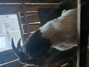 Vând țap boer foarte gras și blând - imagine 2