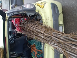 Vând puiet platan tei și Mesteacăn și gard viu 