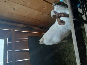 Vând țap boer foarte gras și blând - imagine 3
