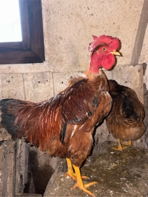 Vand cocosi  - imagine 2