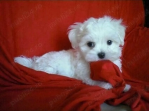 Vand bichon miny toy 6 saptamani