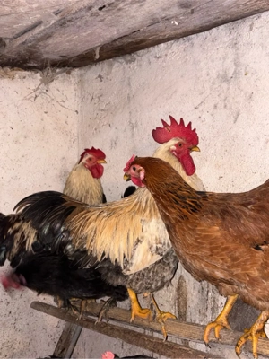 Vand cocosi  - imagine 3