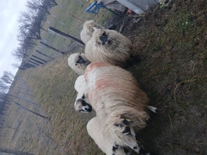 Vând oi mari și noatine - imagine 2