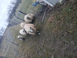 Vând oi mari și noatine - imagine 3