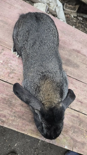 vand iepuroi belgian  - imagine 2