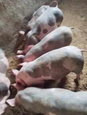 De vânzare scrofițe pietrean Horia Neamț 