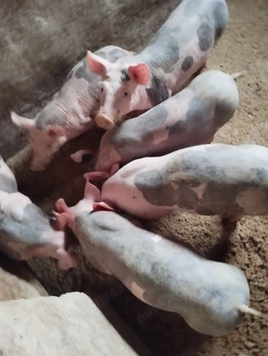 De vânzare scrofițe pietrean Horia Neamț  - imagine 2