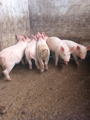 vînd purcei. - imagine 2