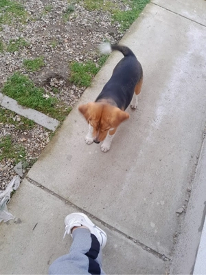 Pui cațel Beagle 4luni - imagine 5