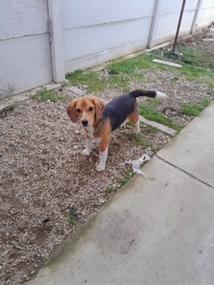 Pui cațel Beagle 4luni - imagine 3