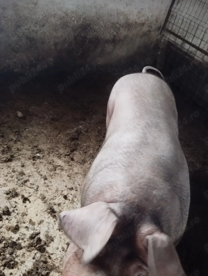 De vânzare scroafă 350 kg Horia Neamț , rasă de carne