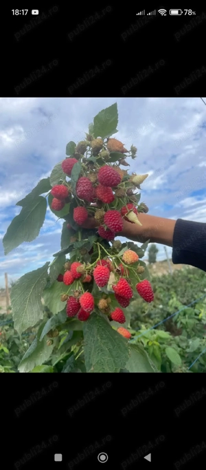 Butași zmeură  - imagine 2