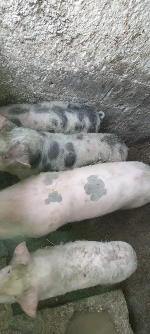 Porci de vanzare  - imagine 2