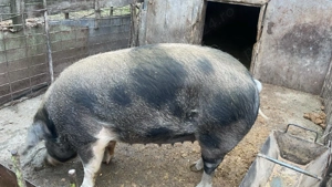 PORC 170-180kg, Crescut NATURAL, 14 lei kg *Negociabil, BEJAN, jud. HUNEDOARA - imagine 4