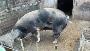 PORC 170-180kg, Crescut NATURAL, 14 lei kg *Negociabil, BEJAN, jud. HUNEDOARA - imagine 2