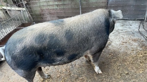 PORC 170-180kg, Crescut NATURAL, 14 lei kg *Negociabil, BEJAN, jud. HUNEDOARA - imagine 3