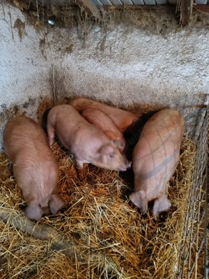 vand porci intre 60 si 80 de kg - imagine 4