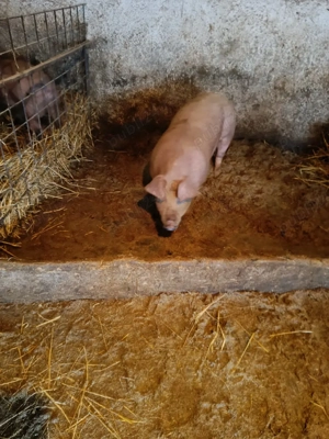 vand porci intre 60 si 80 de kg