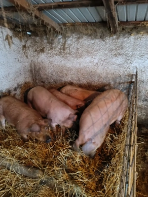 vand porci intre 60 si 80 de kg - imagine 2