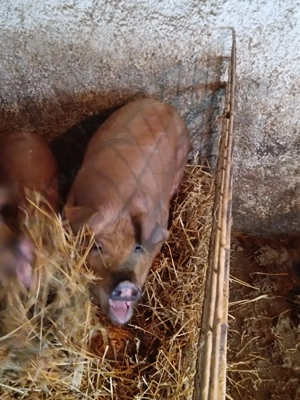 vand porci  - imagine 3