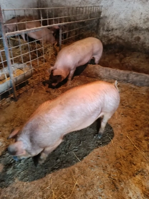 vand porci  - imagine 2