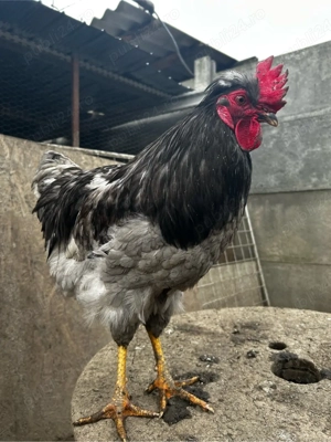 Cocoș gri  - imagine 2