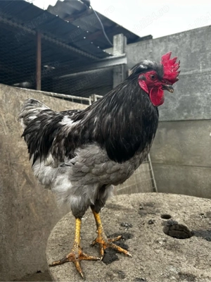 Cocoș gri  - imagine 3