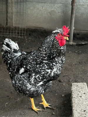 Cocoș gri  - imagine 3