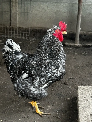 Cocoș gri  - imagine 2