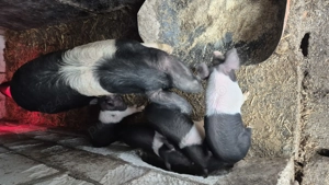 Purceii de bazna - imagine 2