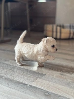 Bichon maltez  - imagine 4