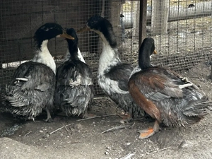 Rațoi polari  - imagine 3