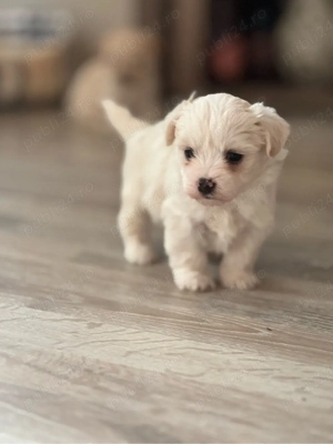 Bichon maltez  - imagine 2