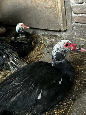 Rate mute  - imagine 5