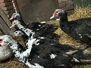 Rate mute  - imagine 4