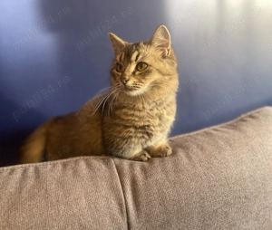 Pui pisica cu pedigree rasa Munchkin cu picioare scurte 